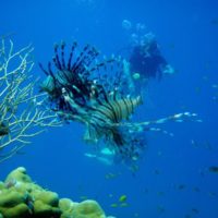 Dykning Thailand Dragefisk 200x200 Første gang i Thailand? Her er quickguiden !