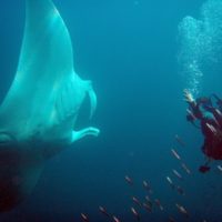 Dykning Thailand Mantaray 200x200 Første gang i Thailand? Her er quickguiden !